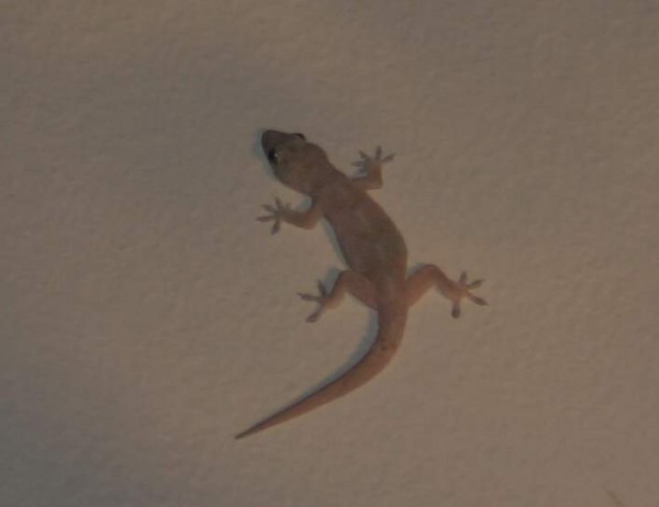 gecko