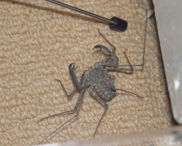 whip scorpion