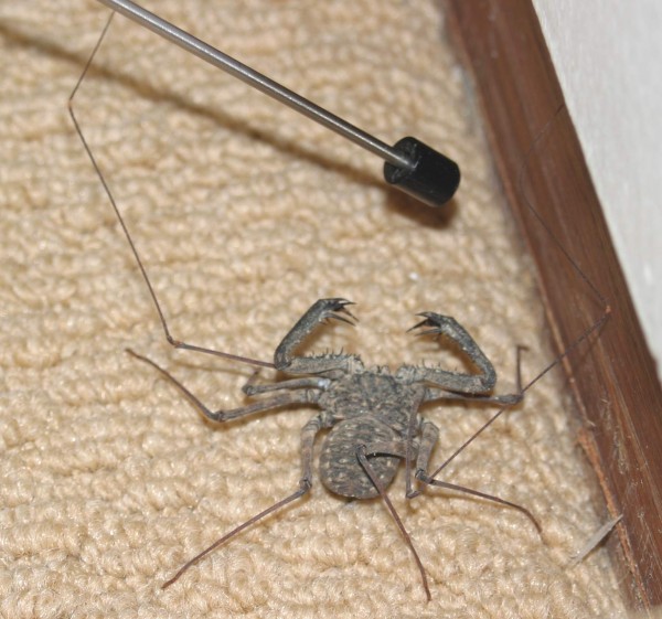 Whip Scorpion
