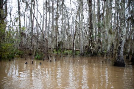 Swamp tour near New Orleans